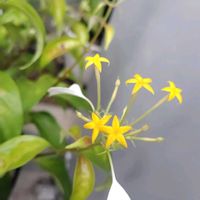 コンロンカの画像