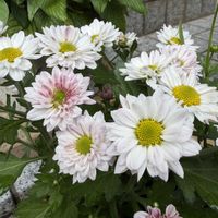 クリサンセマム,キク科の画像