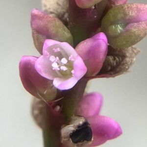 イヌタデ,雑草,ピンク,癒し,ピンクの花の画像