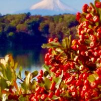 ナナカマド,クロガネモチ, 富士山,ピラカンサ？,多摩湖✨の画像