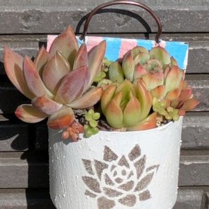 多肉植物,葉挿し,多肉寄せ植え,実生苗,葉挿し苗の画像