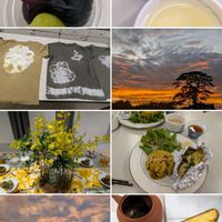 オンシジウム,黒松,黒松,黒松,お茶の葉の画像