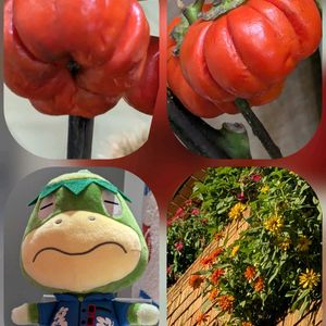 ジニア,ネムノキ,ペチュニア,ソラナム パンプキン,オオケタデの画像