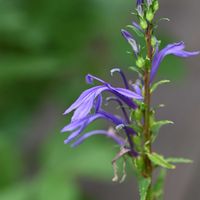サワギキョウ,有毒植物,滋賀 叶 匠壽庵 寿長生の郷の画像