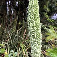 ゴーヤ,素敵な出会いに感謝,今日も笑顔で♡,大地からの恵みに感謝,グリーンで癒されてねの画像