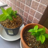 アジサイ,紫陽花,挿し木,ベランダ園芸,頑張れ　大谷翔平選手の画像