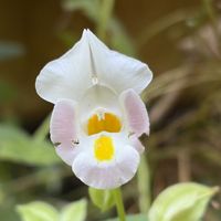 シュウメイギク,トレニア,ランタナ,レモン,実家のお花の画像