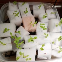 サニーレタス,水耕栽培,ブリムライトの画像