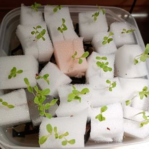 サニーレタス,水耕栽培,ブリムライトの画像
