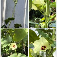 オクラ,オクラの花,ビタミンカラー,野菜の花,沖縄の画像