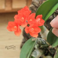 カトレア,洋ラン,着生ラン,ソフロニティス属,その他部屋の画像
