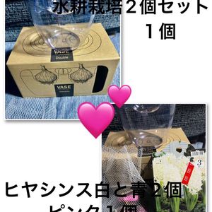 ヒヤシンス,ヒヤシンス 水耕栽培,いつもありがとう♡,GSのみなさんに感謝♡,復興祈願の画像