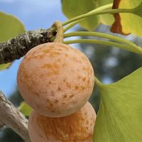 パンパスグラス,マルバルコウソウ,イチョウ,茅葺き屋根と秋の空,秋の空の画像