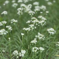 ニラ,多年草,ヒガンバナ科,ネギ属,Allium tuberosumの画像