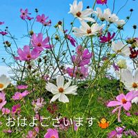 コスモス,ナス,ピーマン,我が家の庭,初霜の画像
