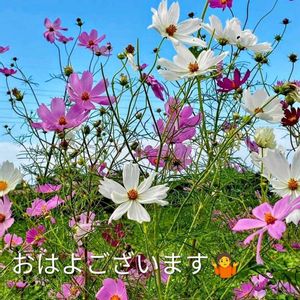 コスモス,ナス,ピーマン,我が家の庭,初霜の画像