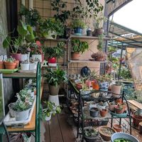 セローム,ベンジャミン,小判菩提樹,観葉植物,花のある暮らしの画像