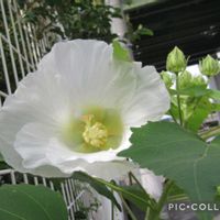 スイフヨウ,ルリマツリ,ヤナギハナガサ,チカラシバ,長居植物園の画像