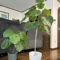 ウンベラータ,観葉植物,新芽,リビング・ダイニングの画像