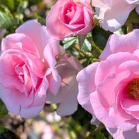 バラ,お花,薔薇♪,北海道,ばら バラ 薔薇の画像