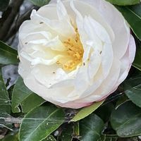 ヤブツバキ,ヤブツバキ,優しい気持ち,繋がりに感謝✨,今日も笑顔で♡の画像