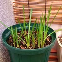 ムスカリ,ベランダの画像