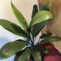コルジリネ,コルジリネ・フルティコサ,観葉植物,鉢植え,ガーデニングの画像