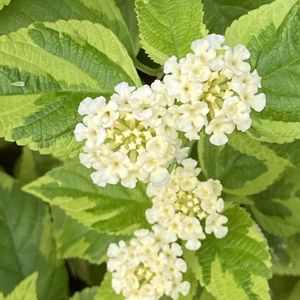 オシロイバナ,ランタナ,朝顔,江戸風情,江戸風情の画像