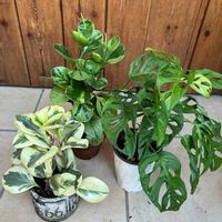ノボタン,ペペロミア,マドカズラ,観葉植物,花のある暮らしの画像