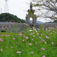 コスモス,バロック,ドレスデン,ツヴィンガー宮殿,白い花の画像