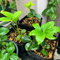 クリスマスローズ,花のある暮らし,週末ガーデナー,みどりのある暮らし,おうち園芸の画像