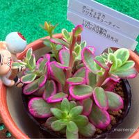 ハナキリン,ポーチュラカ マジカルキューティー,金曜日の蕾たち,オヤジ活,さわさんのハナキリンの画像