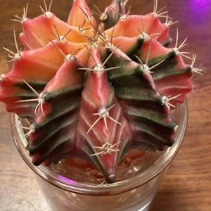 サボテン,牡丹玉hyb,牡丹玉hyb錦,サボテン水耕栽培,ギムノカリキウム属の画像