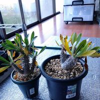 パキポディウム,ヨウラクツツアナナス,パキポディウム バロニー,パキポディウム恵比寿笑い,ブロメリアの画像