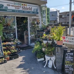 多肉植物,ウラボシ科,ビカクシダ属,食中植物,塊根の画像