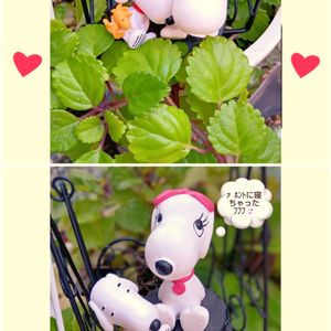 キキョウ,スウェーデンアイビー,数珠珊瑚(ジュズサンゴ),斑入りアベリア,ルドベキア キャラメルミックスの画像