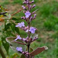 セイヨウニンジンボク,ミツバハマゴウ プルプレア,庭の花,平和の祈り,シソ科ハマゴウ属の画像