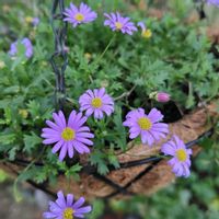 ブラキカム,ハンキング,青(紫)の花が好き❤︎,庭の画像
