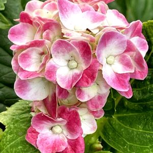 アジサイ,軒下,紫陽花 アジサイ あじさいの画像