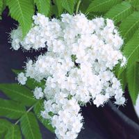 ナナカマド,ナナカマド,ニワナナカマド,ニワナナカマド,今日のお花の画像