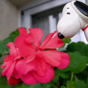 多肉植物,ベランダガーデン,癒し,ハロウィン月間,毎月2日はスヌーピーの日の画像