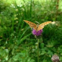 アザミ,アオモリアザミ,ミドリヒョウモン,山野草,野草の画像