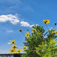 ユリオプスデージー,ユリオプスデージー,黄色い花,青空,ベランダからの景色の画像