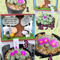 コノフィツム,センペル,多肉植物,アエオニウム属,コノフィツム属の画像