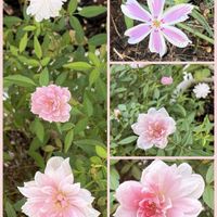 芝桜,エリゲロン,へデラ,極小輪ミニバラ 姫乙女,へデラモコモコの画像