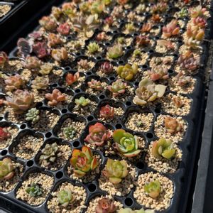 多肉植物,葉挿し,エケベリア属,バルビナエア属の画像