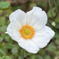 イチゴ,シュウメイギク,シュウメイギク,シュウメイギク,四季なりイチゴの画像