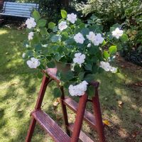 インパチェンスの画像