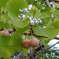 イチョウ,ギンナン,山野草,野草,癒しの画像