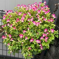 トレニア,ハナビシソウ,もりもり,花のある暮らし,かわゆいの画像